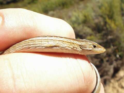 Image of Cape grass lizard