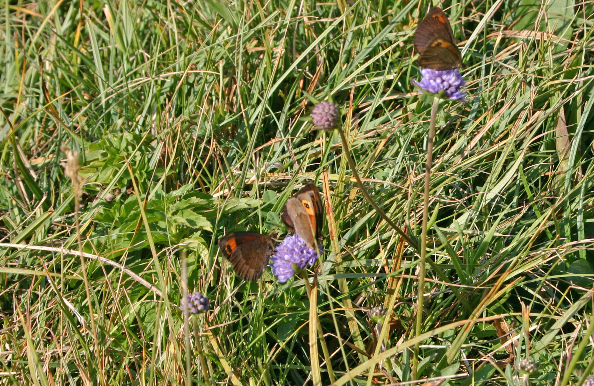 Image of Zapater’s Ringlet