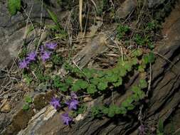 Image of Campanula arvatica subsp. adsurgens (Leresche & Levier) Damboldt