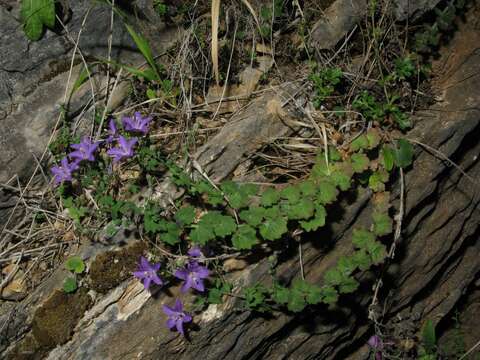 Image of Campanula arvatica Lag.