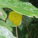 Imagem de <i>Eurema hecabe sulphurata</i> (Butler 1876)