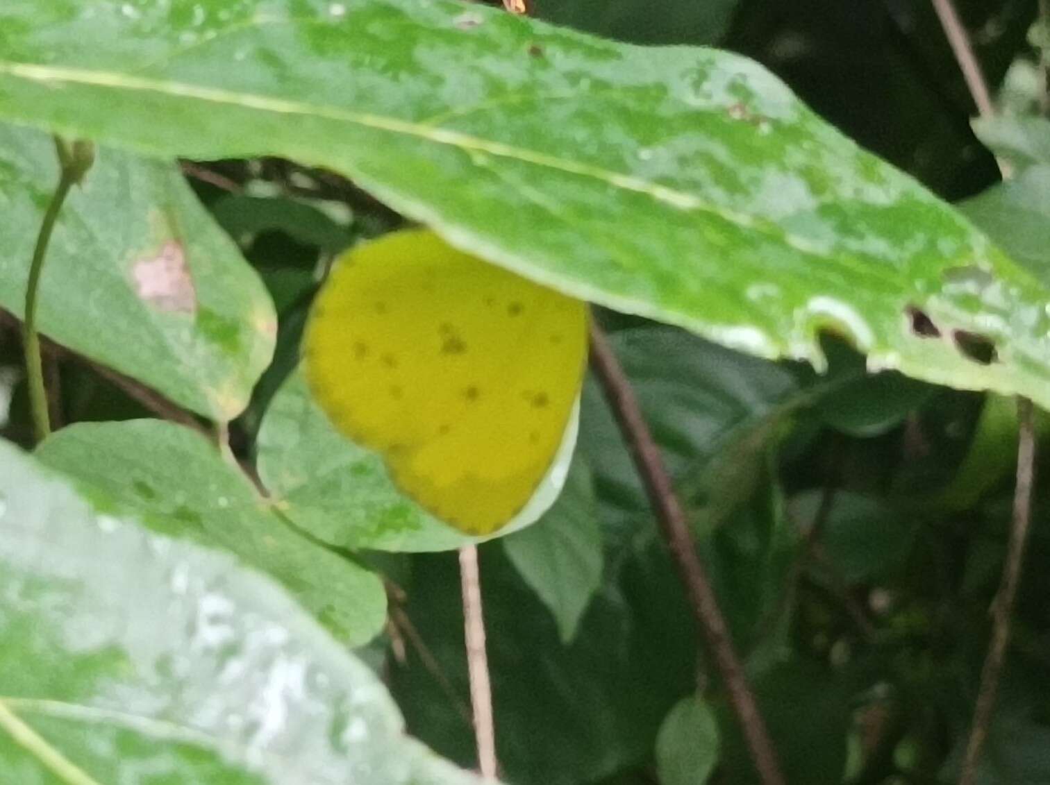 Image de <i>Eurema hecabe sulphurata</i> (Butler 1876)