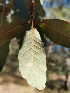 Image de Quercus convallata Trel.