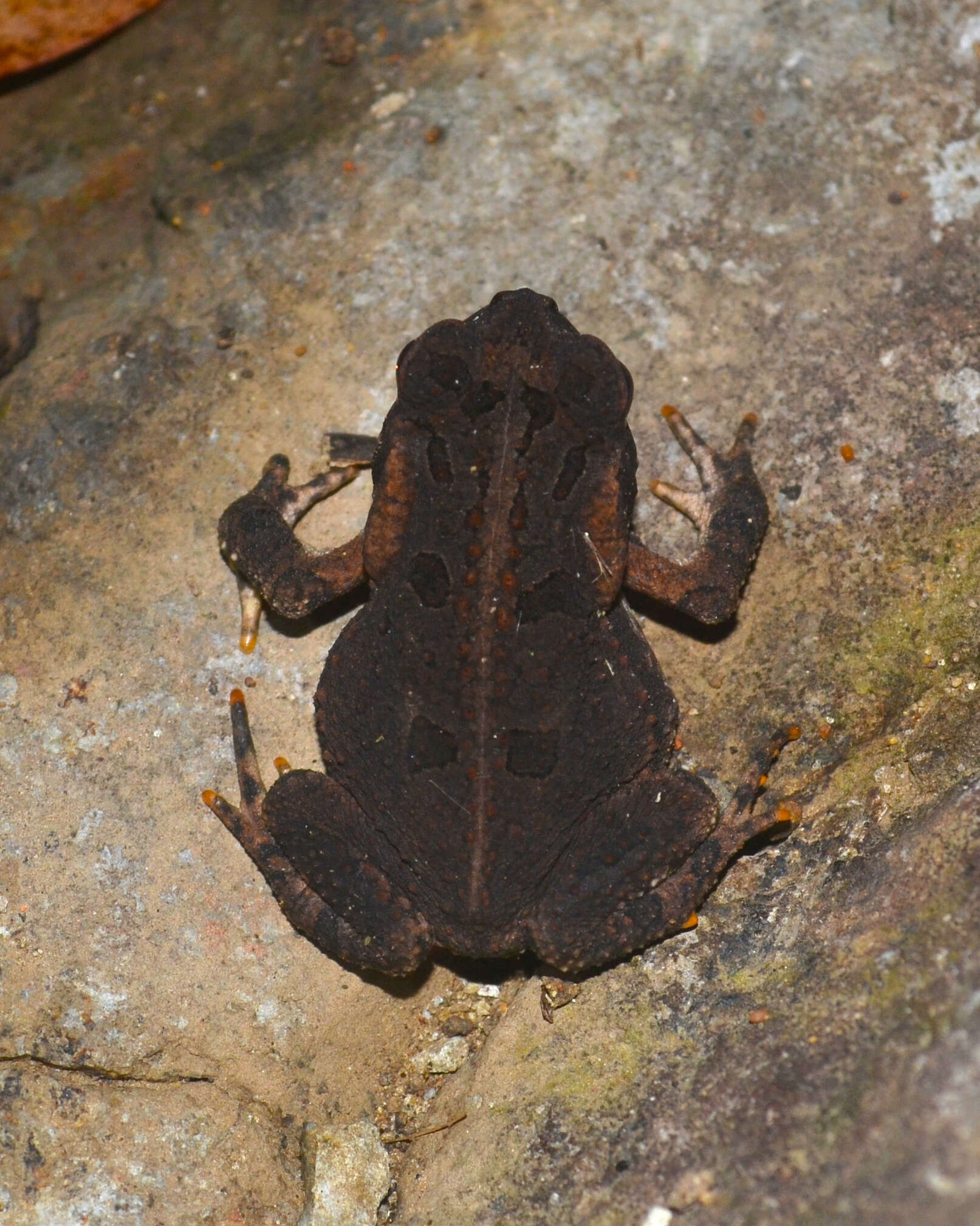 Image of Rhinella henseli (Lutz 1934)