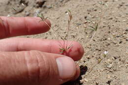 Image of northern linanthus