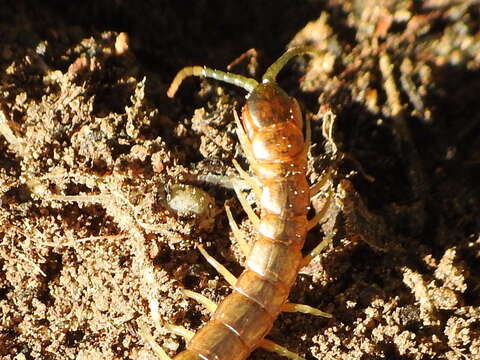 Image of Scolopendra oraniensis Lucas 1846