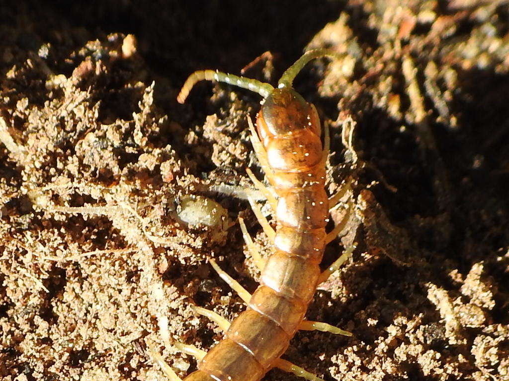 Image of Oranian Giant Centipede