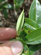 صورة Veronica bollonsii Cockayne