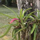 Image de Aechmea setigera Mart. ex Schult. & Schult. fil.