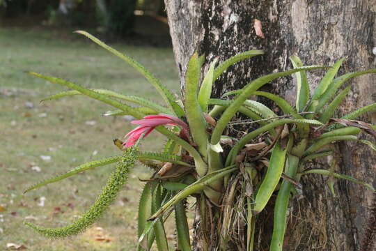 Image of Aechmea setigera Mart. ex Schult. & Schult. fil.