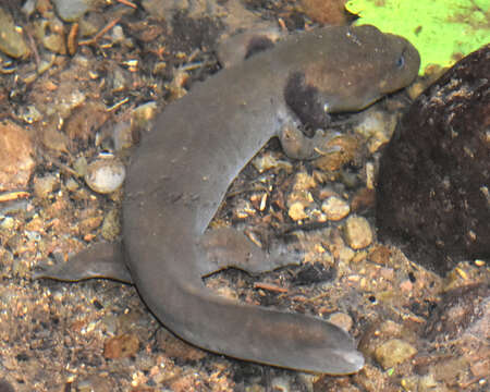 Image of Coastal Giant Salamander