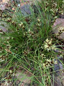 Imagem de Tetraria microstachys (Vahl) H. Pfeiff.