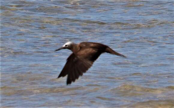 Anous tenuirostris (Temminck 1823) resmi