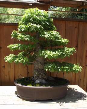 Image of Oriental Sweetgum