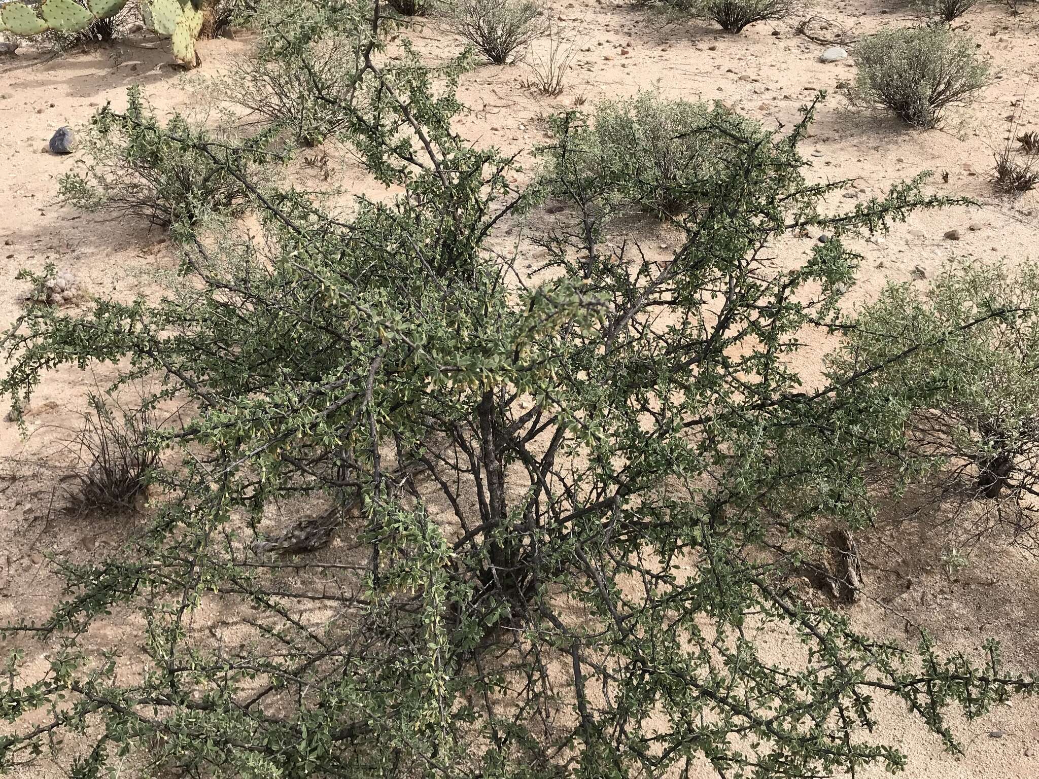 Image of Arizona desert-thorn