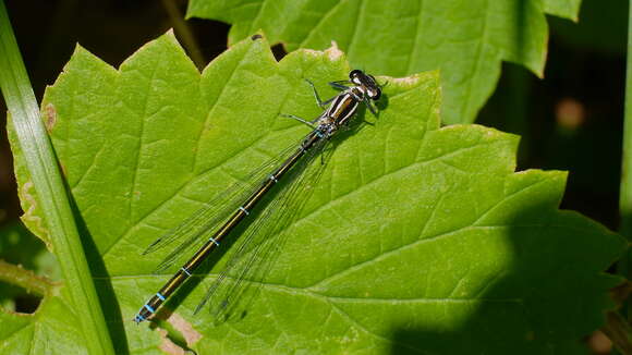 Image of Azure Bluet