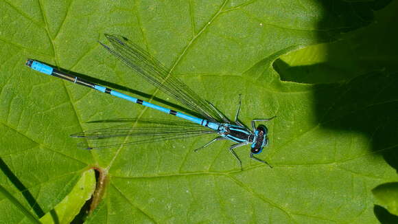 Image of Azure Bluet