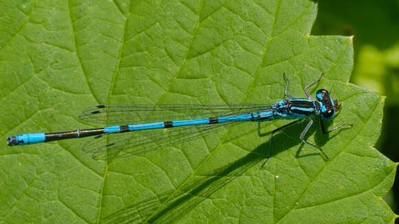 Imagem de Coenagrion puella (Linnaeus 1758)