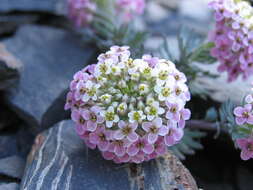 Pseudovesicaria digitata (C. A. Mey.) Rupr. resmi