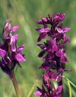 Image of Narrow-leaved marsh-orchid