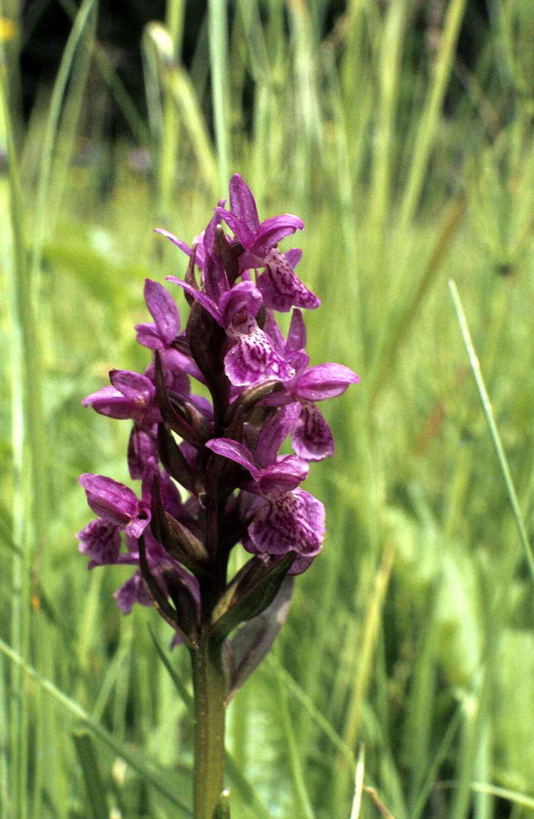 Image of Narrow-leaved marsh-orchid