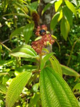 Слика од Miconia lacera (Bonpl.) Naud.