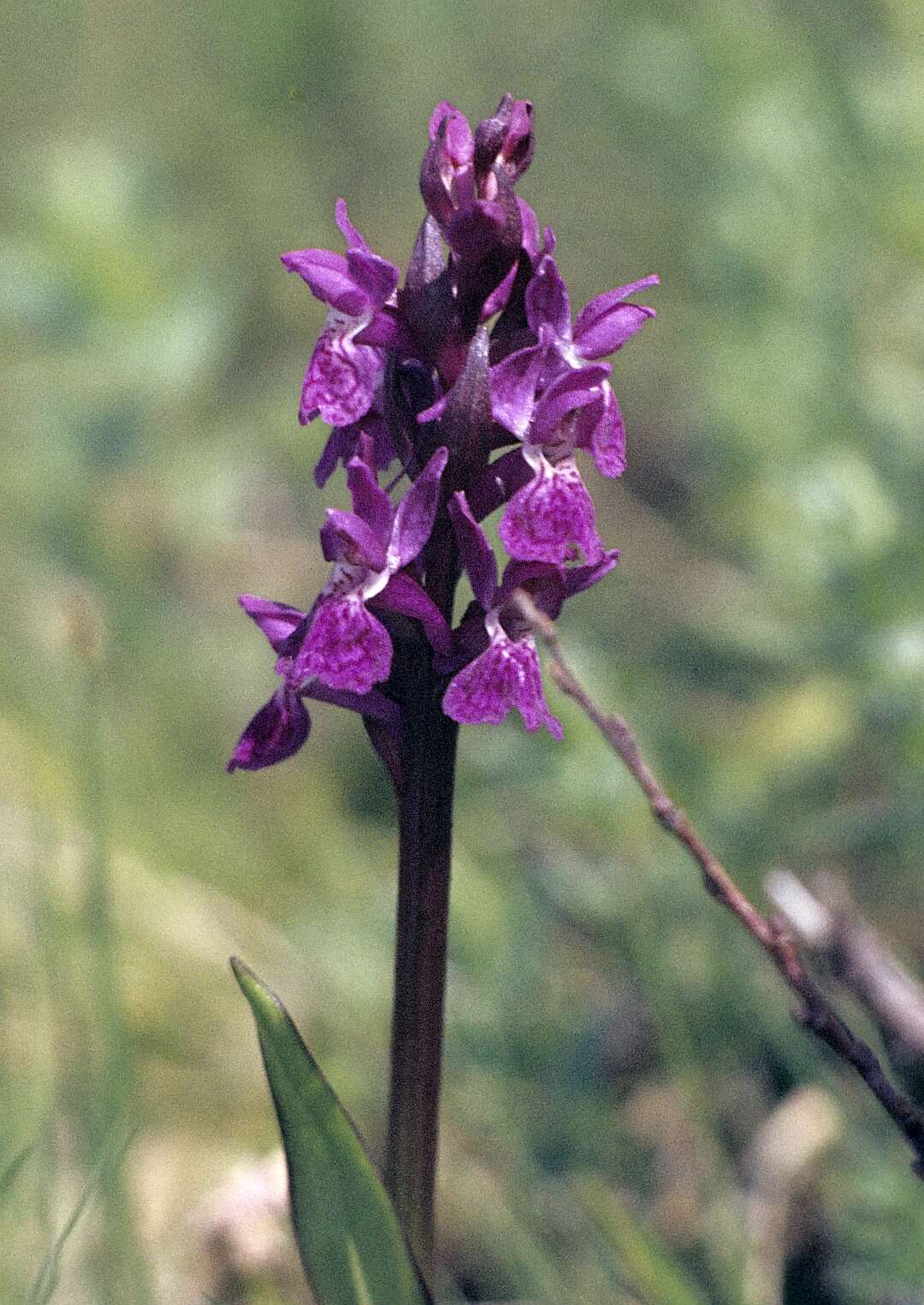 Image of Narrow-leaved marsh-orchid