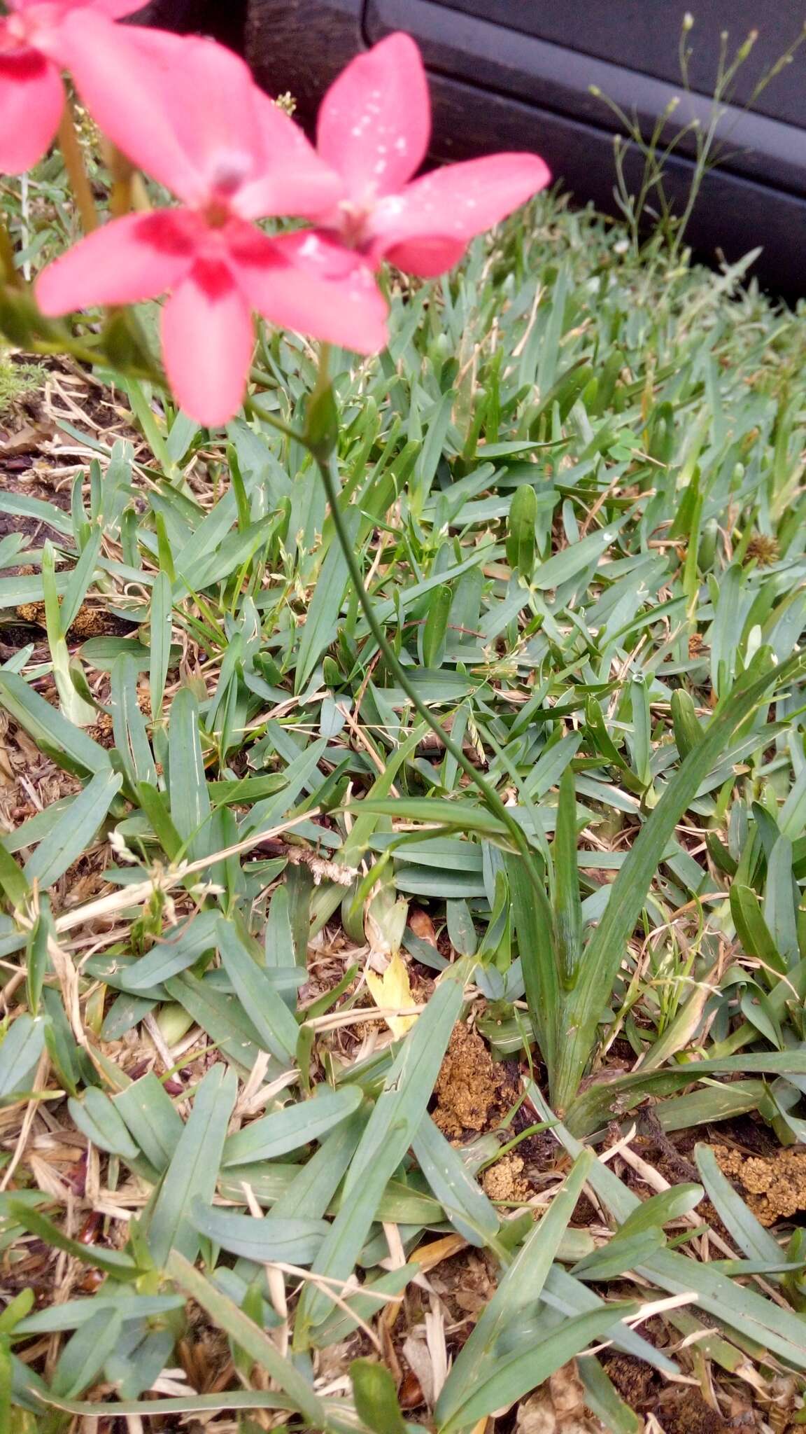 Image of false freesia