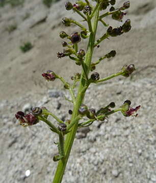 Image de Scrophularia kiriloviana Schischk.