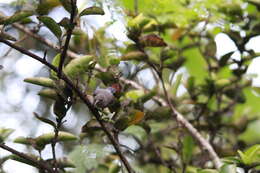 Image of Seychelles Sunbird