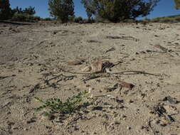 Imagem de Astragalus oophorus var. lavinii R. C. Barneby