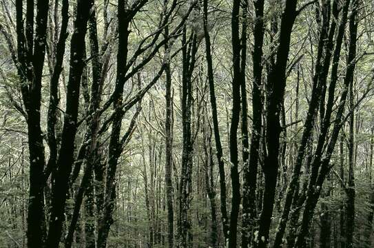 Image of Nothofagus cliffortioides (Hook. fil.) Oerst.