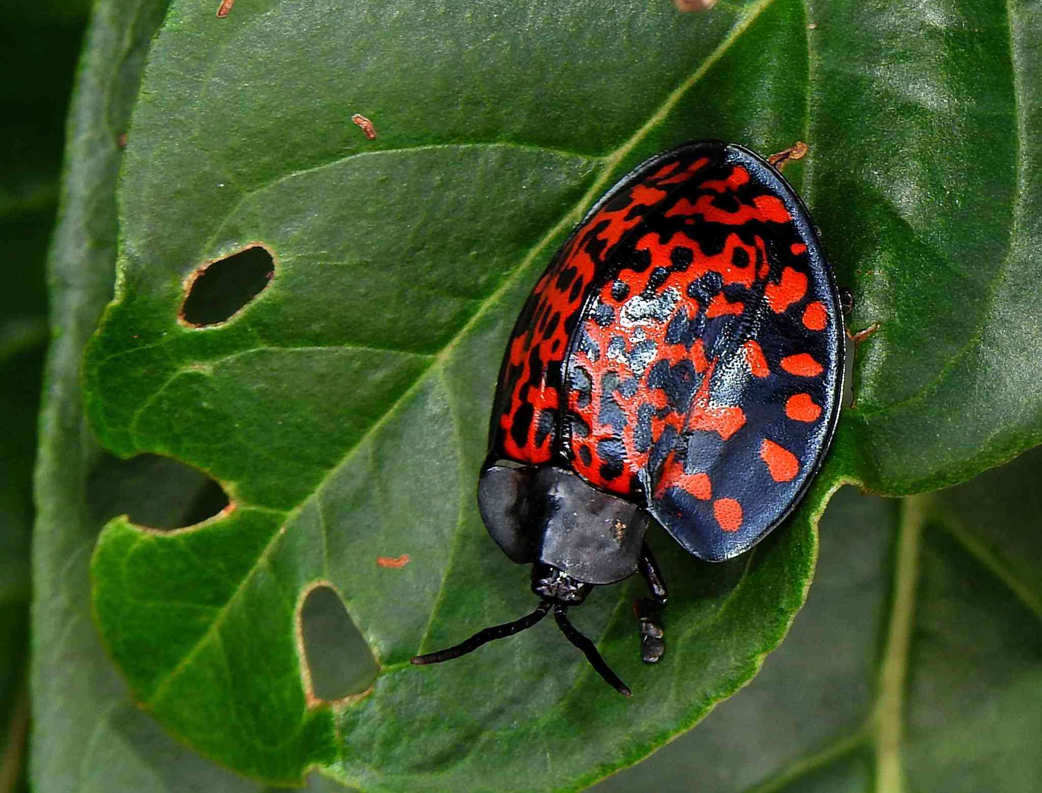 Image of Eugenysa venosa (Fabricius 1798)