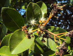 Image of Syzygium caryophyllatum (L.) Alston