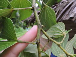 Image of Bauhinia forficata subsp. pruinosa (Vogel) Fortunato & Wunderlin