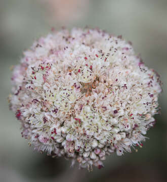 Image de Eriogonum parvifolium Sm.