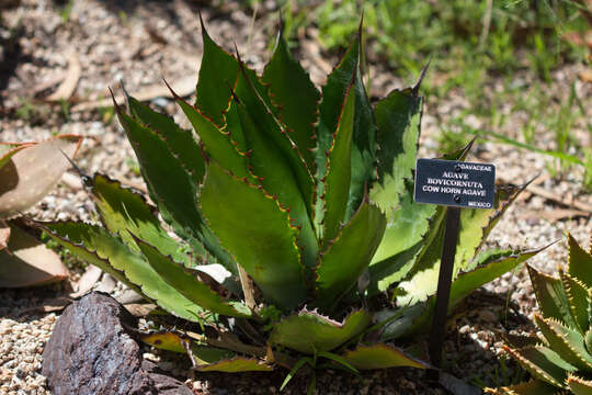 Image of Agave bovicornuta Gentry