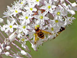 Image of hornet mimic hoverfly