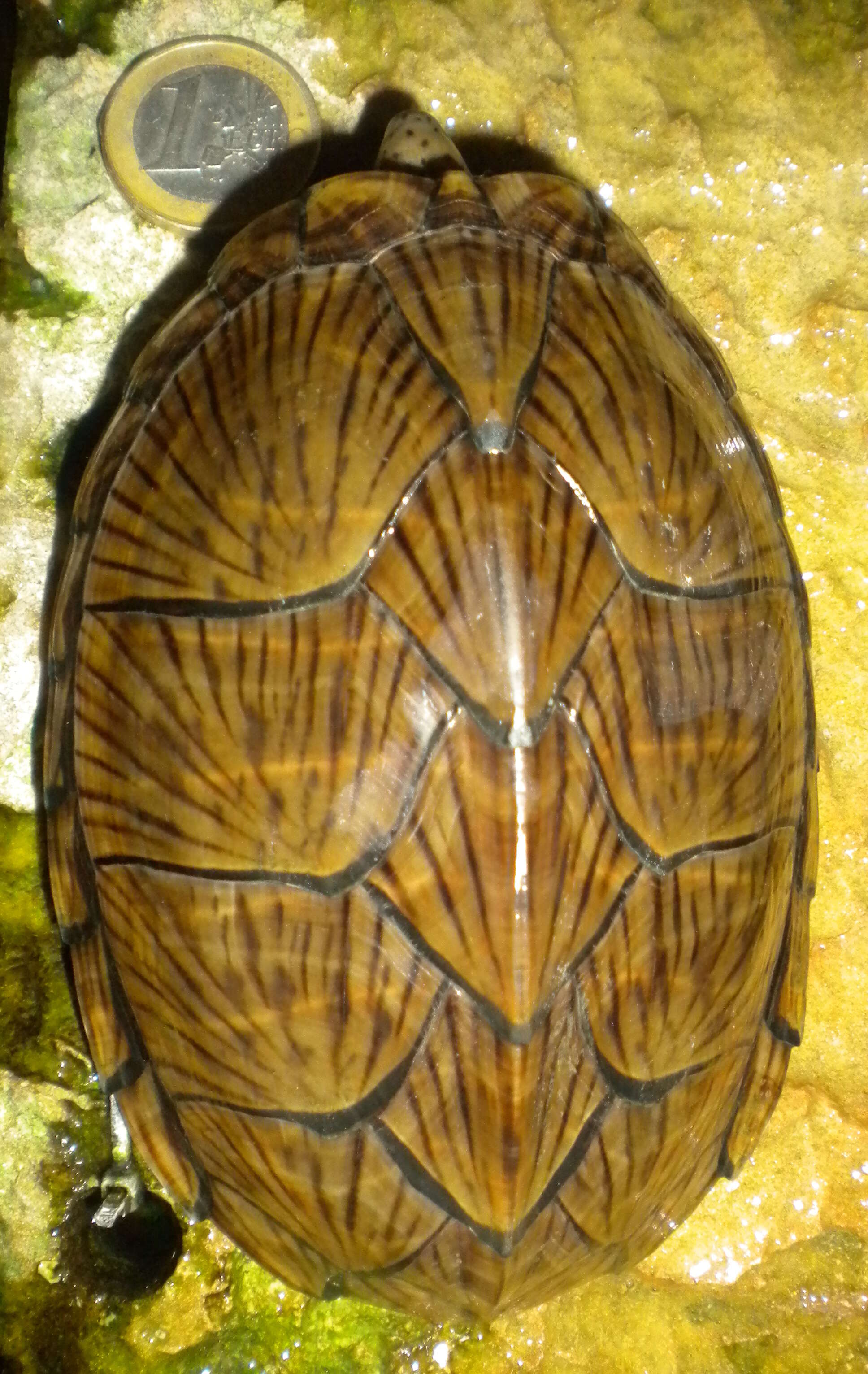 Image of Keeled Musk Turtle