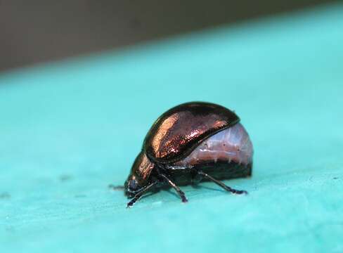 Image of Chrysolina (Spheromela) varians (Schaller 1783)