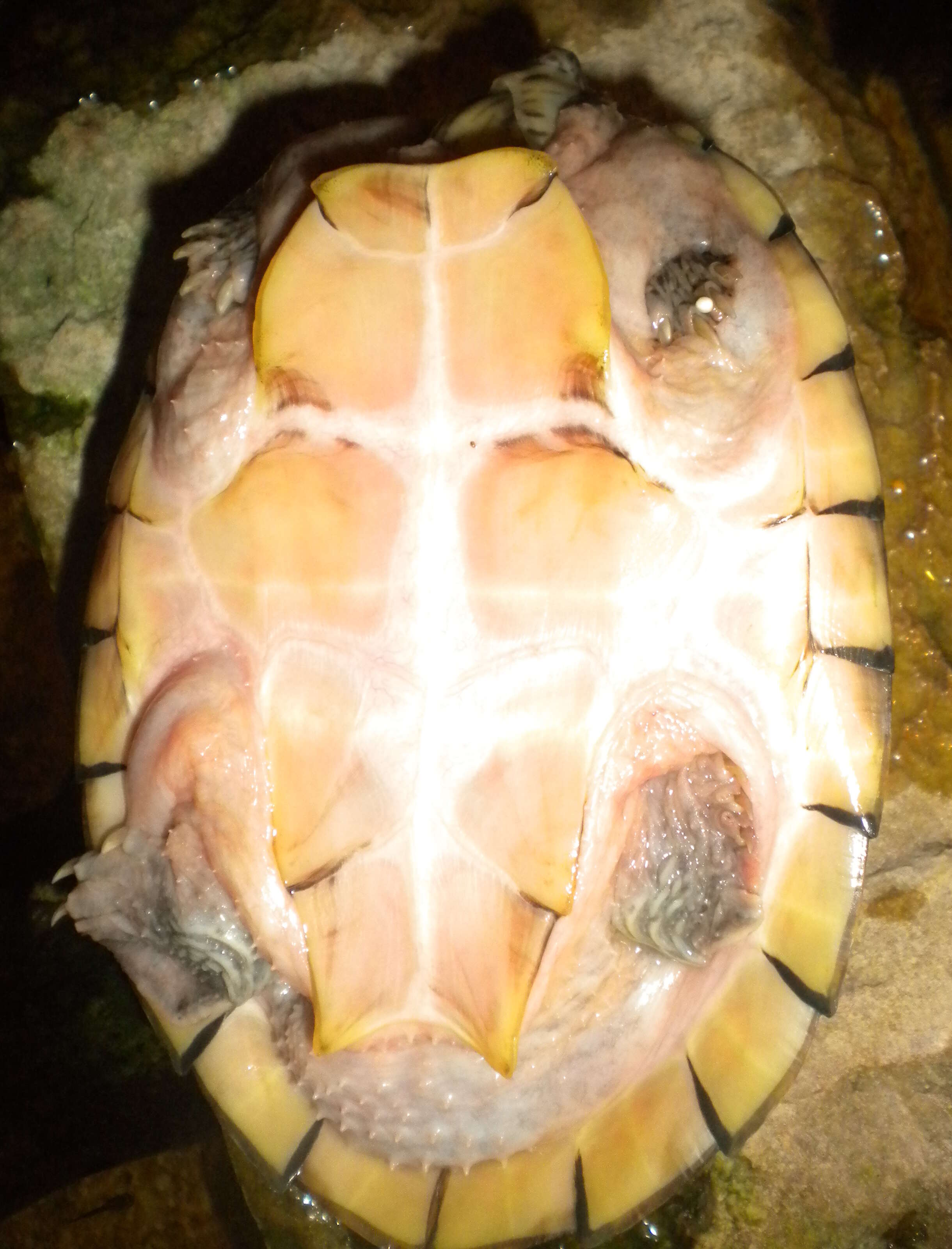 Image of Keeled Musk Turtle