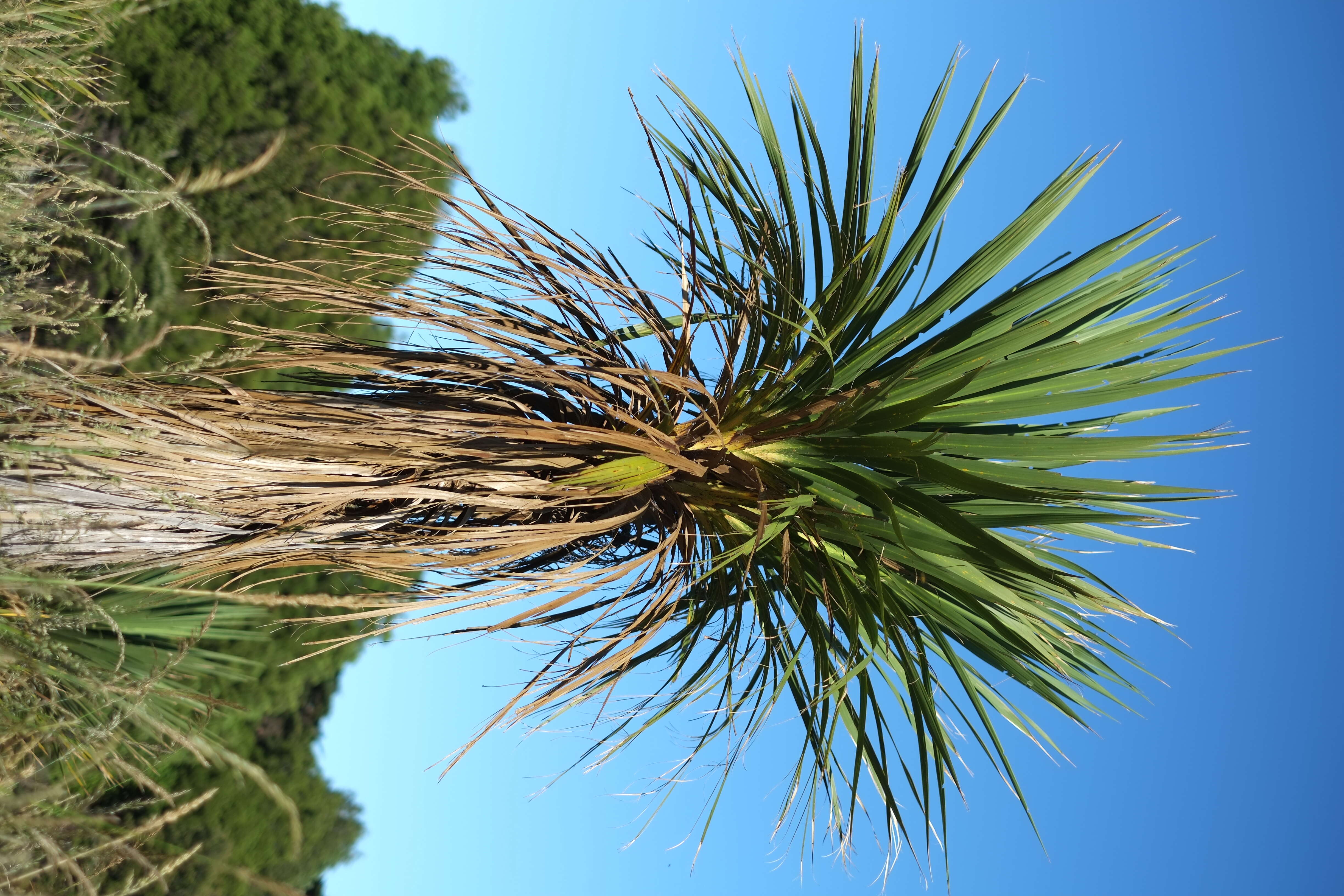 Image of cabbage tree