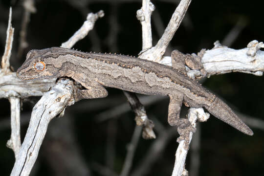 Image of Eastern Spiny-tailed Gecko