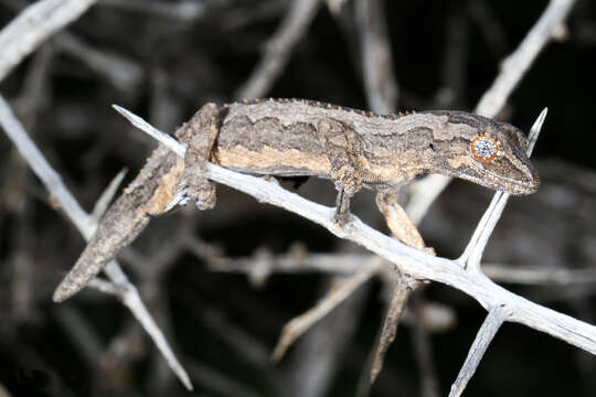 Image of Eastern Spiny-tailed Gecko