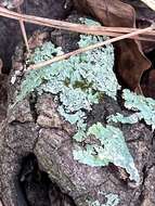 Image of shield lichen