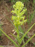 Image of Habenaria hilsenbergii Ridl.