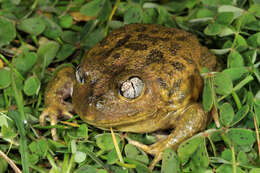 Image of Painted Burrowing Frog