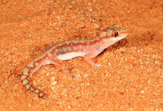 Image of Beaded Gecko