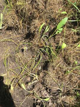 Image of San Francisco garter snake