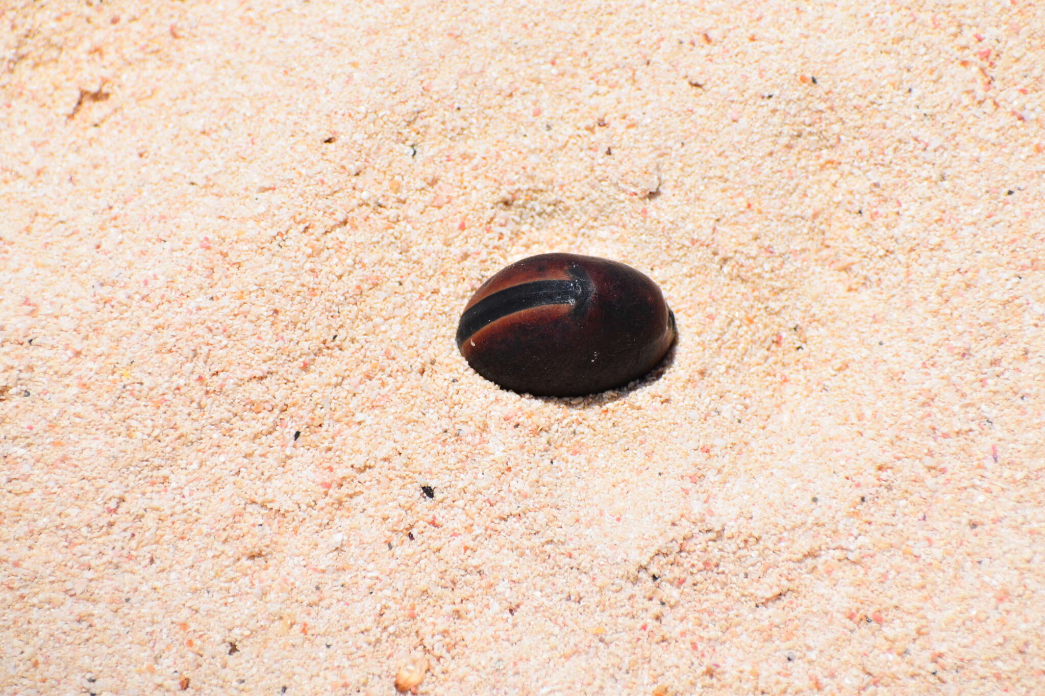 Sivun Mucuna urens (L.) Medik. kuva